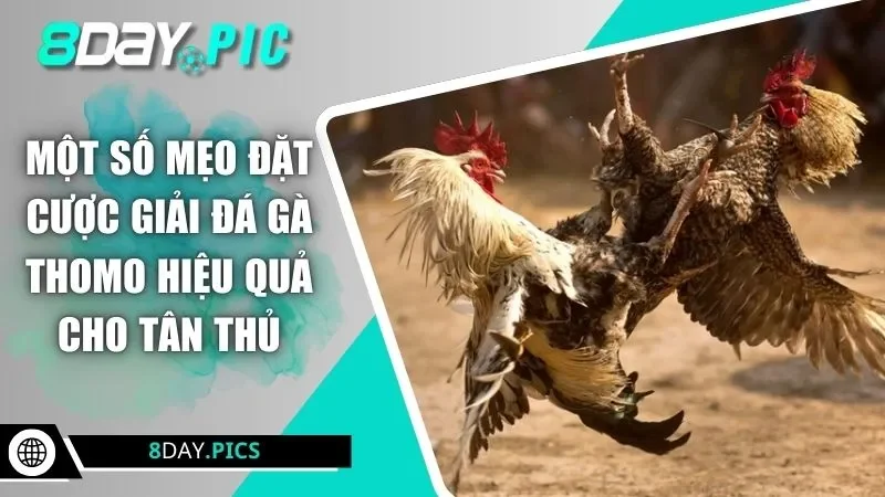 Một số mẹo đặt cược giải đá gà Thomo hiệu quả cho tân thủ