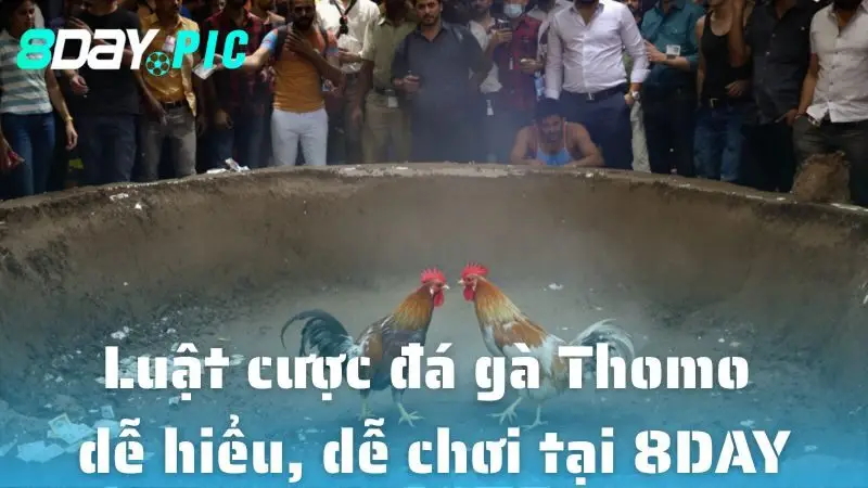 Luật cược đá gà Thomo dễ hiểu, dễ chơi tại 8DAY